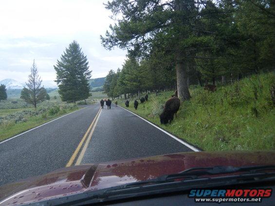 Herd of bison on a rural road with trees and mountains in the background