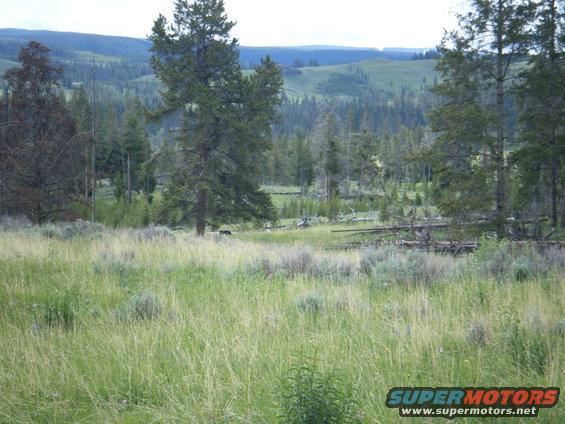 bear in a field with trees and hills
