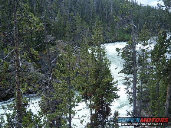 trees and a fast-moving river in a forest