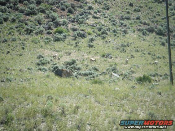 Several bighorn sheep graze on a grassy hillside with scattered bushes and rocks