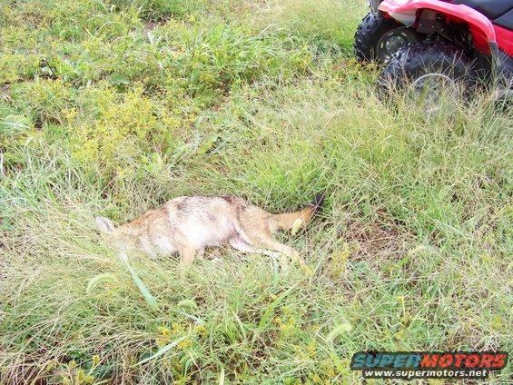 11-sep-10-coyote-001.jpg 