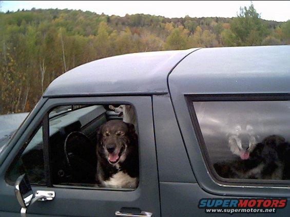 Dogs in side view of a dark blue SUV