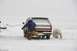 1981 Ford Bronco - With 6" of lift you could have got away!hehe