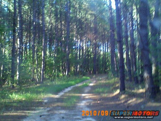 Dirt road through a pine forest, with a date stamp and website URL at the bottom
