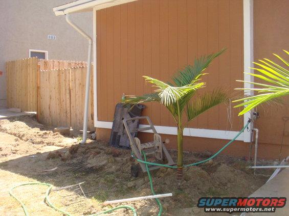 Yard scene with a small palm tree, a garden cart, and a wooden fence