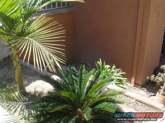 Palm trees and plants in front of a brown wall