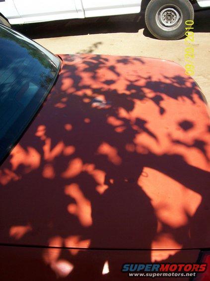 Red car hood with dappled tree shadows. White truck and tire visible