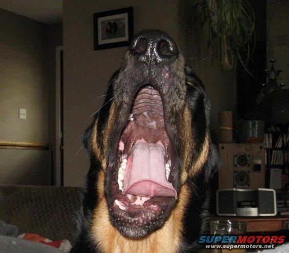 Dog yawning wide open, showing its tongue and teeth