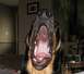 1981 Ford Bronco - This dog is captured mid-yawn, revealing its impressive mouth and tongue. The background shows a living room setting.