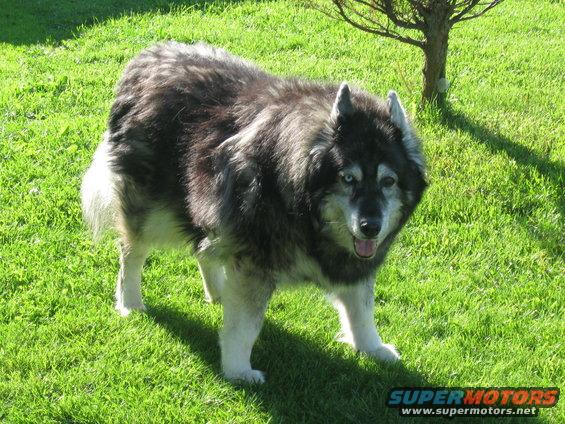 Husky dog standing on grass with a small tree in the background. Watermark reads SUPERMOTORS
