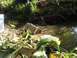 1994 Ford Escort - A vehicle chassis is partially submerged in muddy water, with vegetation growing around it.