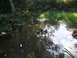 1994 Ford Escort - Remote control car chassis partially submerged in a shallow body of water with surrounding vegetation.