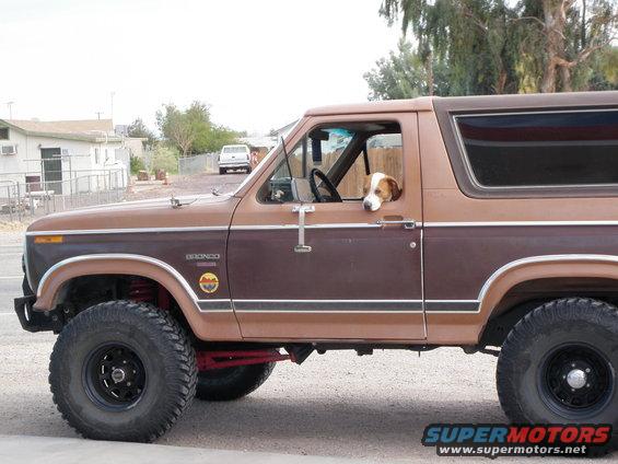 1982 Ford Bronco side profile with a dog looking out the driver's window. Lifted suspension and large tires are visible