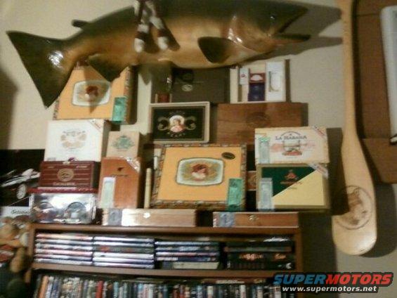 Taxidermied fish above shelves of cigar boxes and DVDs