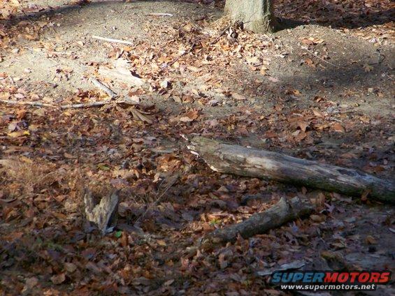 Forest floor covered in fallen leaves and logs, with a tree trunk visible