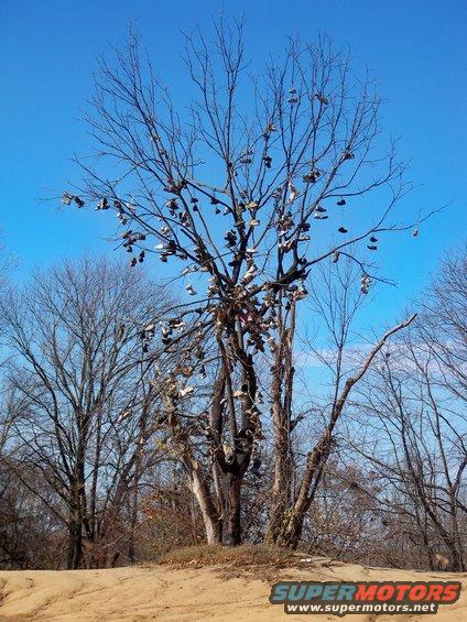 Bare tree branches laden with numerous pairs of shoes against a clear blue sky