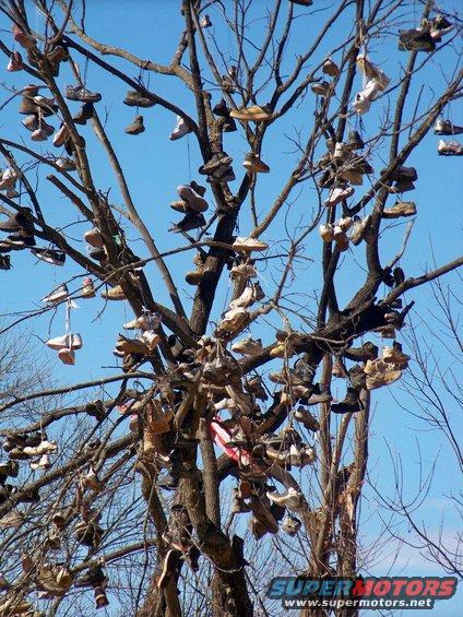 Tree branches laden with numerous pairs of shoes against a clear blue sky