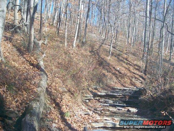 Off-road trail with rocks and fallen leaves in a forest