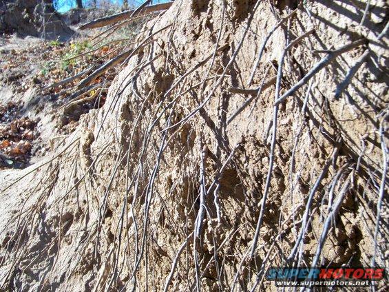 Eroded dirt embankment with exposed tree roots and branches
