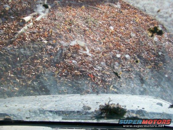 View through a dirty windshield with leaves and debris covering the ground outside