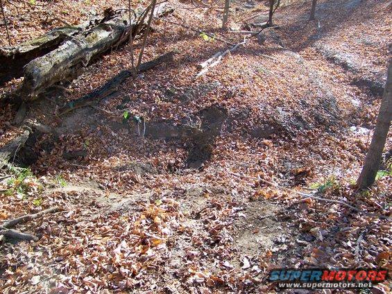 Forest floor covered in fallen leaves and a large fallen log