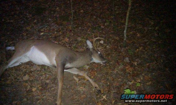 Dead buck lying on the ground in a wooded area