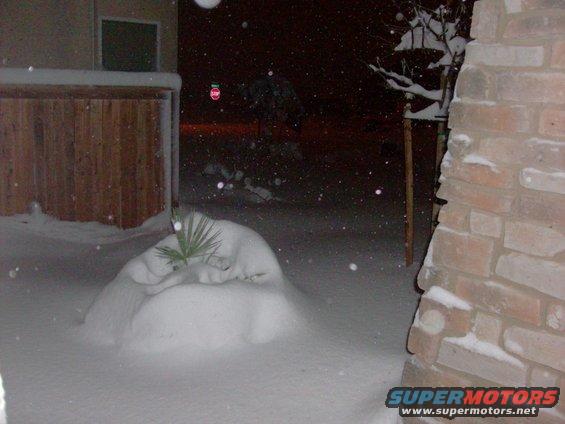 snow covers a plant in a yard at night, with a brick wall on the right and a wooden fence on the left