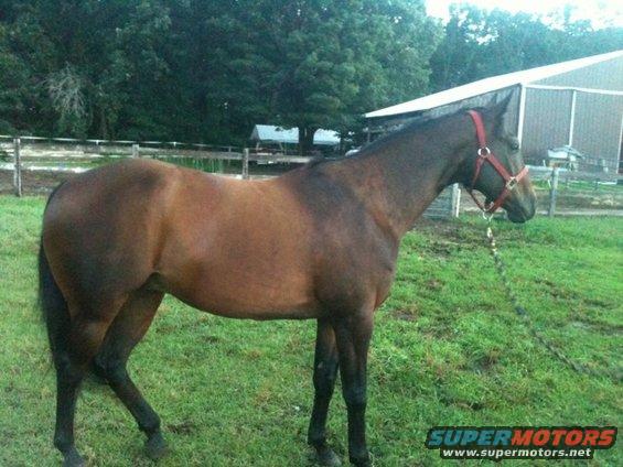 Brown horse with a red halter stands in a grassy field next to a barn