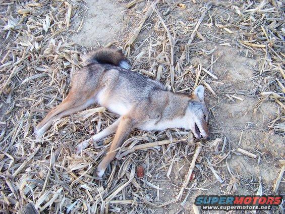 Dead coyote lying on dry stalks and dirt. A portion of a shoe is visible in the lower left corner