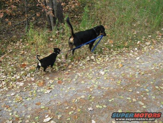 Two dogs on a dirt path, one larger black dog pulling a smaller black dog with a blue leash