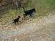 1981 Ford Bronco - Two dogs walk along a leaf-strewn path in a wooded area, with the larger dog leading the smaller one.