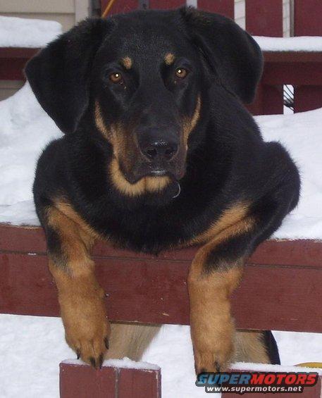 Black and tan dog resting on a wooden railing in the snow