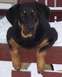 1981 Ford Bronco - A black and tan dog rests its paws on a wooden railing, with snow on the ground and in the background.