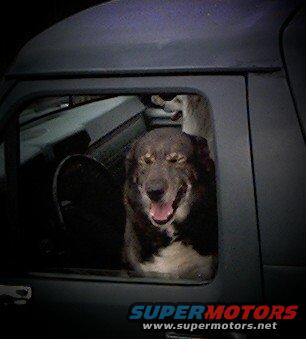 Dog looking out of a car window
