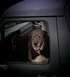 1981 Ford Bronco - Dog is looking out of a car window with a happy expression.