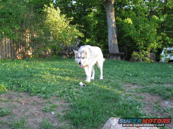 Dog standing in a grassy yard with trees and a fence in the background