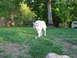 1981 Ford Bronco - A dog stands in a backyard with a wooden fence and trees.