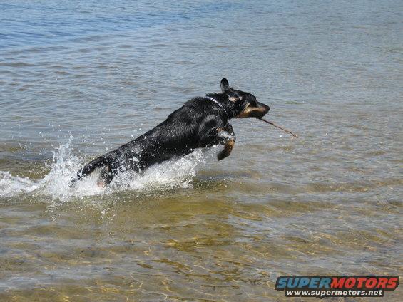 Black and tan dog leaping through water with a stick in its mouth