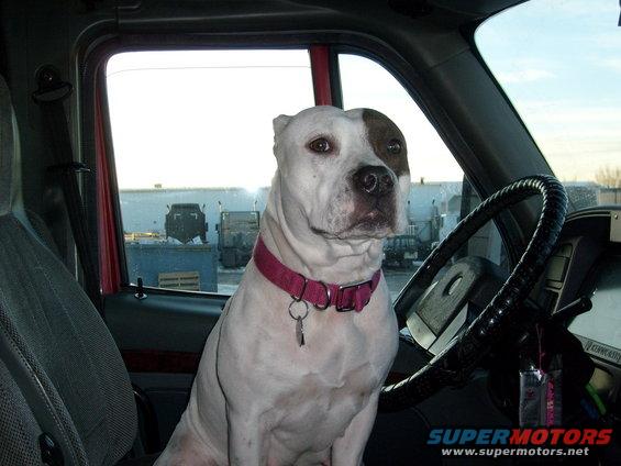 Dog wearing a pink collar sits in the driver's seat of a truck cab. Other trucks are visible outside the window