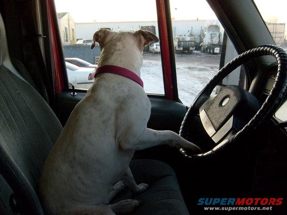 Dog with pink collar in driver's seat of a vehicle, paw on steering wheel