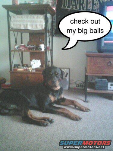 Rottweiler dog lying on carpet with a speech bubble saying "check out my big balls"