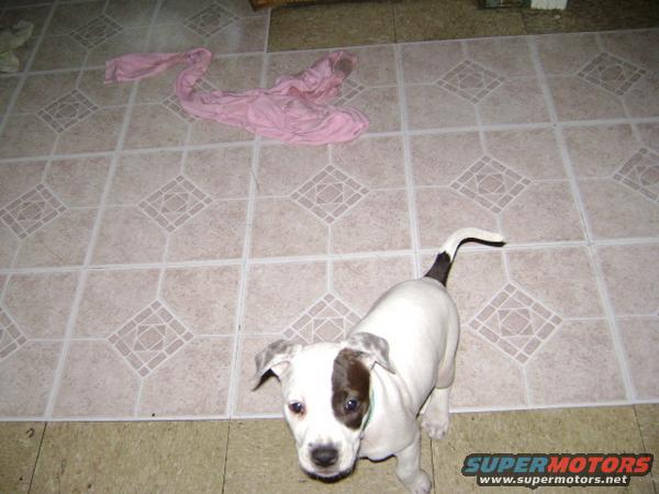 Puppy with brown patch over eye on tiled floor with pink cloth
