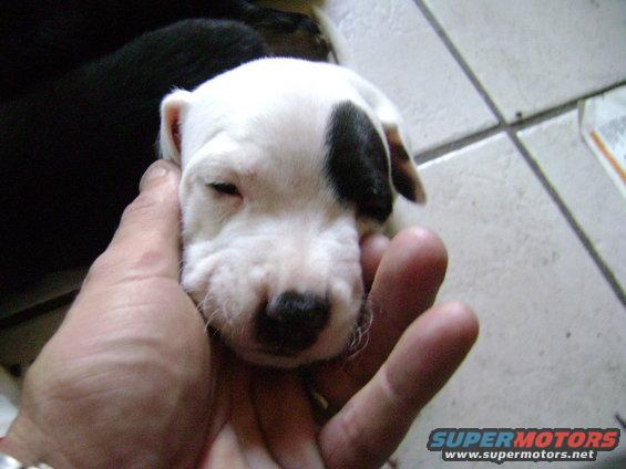Puppy held in hand, black patch over eye
