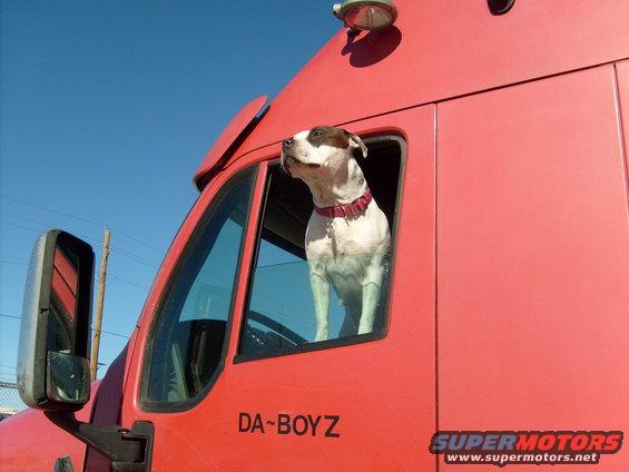 Dog looking out the window of a red truck cab. Text on door reads DA~BOYZ. Supermotors.net logo in corner
