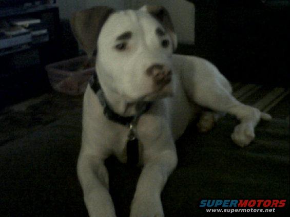 White dog with brown ears lying down indoors