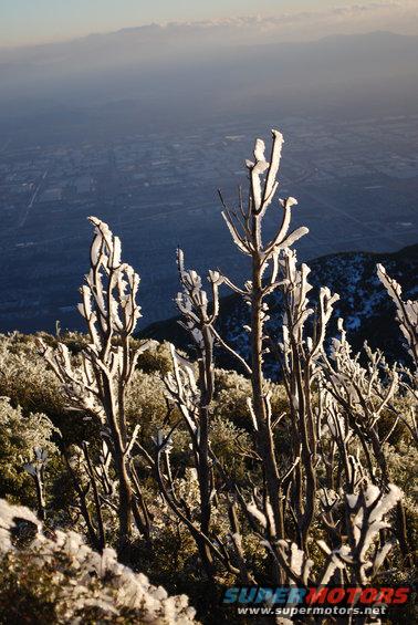 Frosted branches in foreground with city and mountains in background