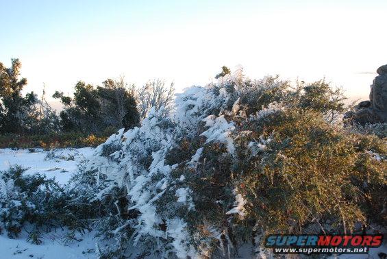 Bushes and trees covered in snow and ice under a clear sky