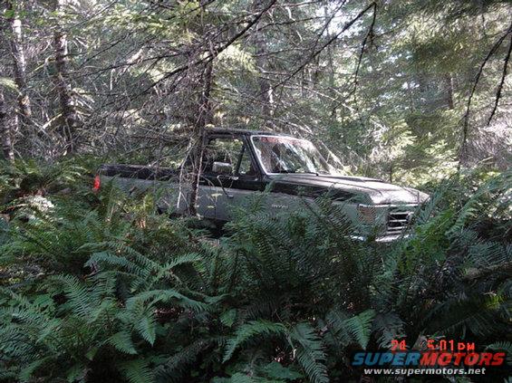 wheeling-82403-franks-pics-130.jpg We saw a wild Bronco running in the woods....