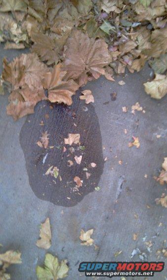 Puddle on concrete with fallen leaves and Supermotors.net logo