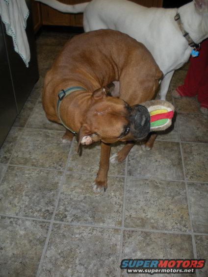 Brown dog with a toy hamburger in its mouth, white dog behind it